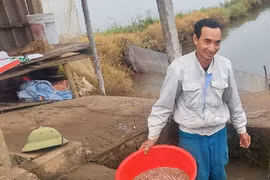Ra đồng vớt “lộc trời”, dân Hải Phòng làm chơi ăn thật