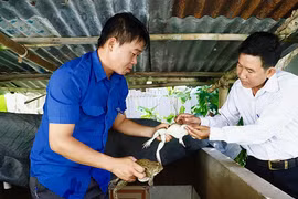 “Đút túi” hàng trăm triệu đồng/năm nhờ nuôi ếch trong bể xi măng