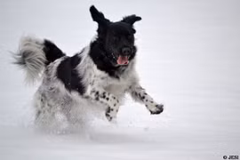 Gallery - Giống Chó Thông Minh Nhất - image 9