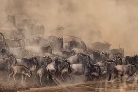"Vũ điệu hoang dã" châu Phi mùa di cư