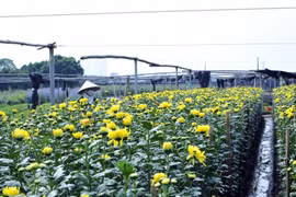 Hoa nở sớm, người dân vội thu hoạch để bảo quản nhà lạnh