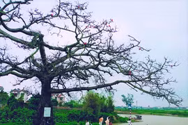 Về thăm Ngã ba Xà- nơi phát tích bài thơ “Nam quốc sơn hà” 