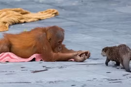 Ngộ nghĩnh tình bạn giữa rái cá và đười ươi