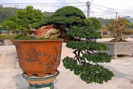 Hơn 3.000 tác phẩm sẽ tham gia Triển lãm sinh vật cảnh tại Quy Nhơn