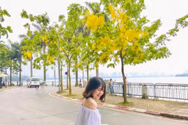 Muồng hoàng yến nhuộm vàng hồ Tây, toạ độ check-in mới của giới trẻ 
