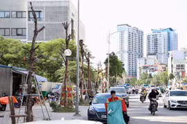 Hàng loạt cây trên đường Huỳnh Thúc Kháng kéo dài lại chết khô 