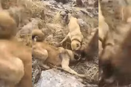 Video: Chó nhà nổi đóa đánh hội đồng linh cẩu