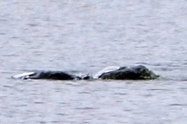 Đi dạo bất ngờ đụng trúng thứ bí ẩn, nghi quái vật hồ Loch Ness