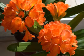 6 cây cảnh chiêu lộc hút tài, người giàu nào cũng thích trồng