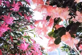 Gallery - Triết lý cuộc sống - image 15
