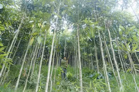 Loài cây được ví 'vàng xanh' của Việt Nam, thế giới khát khao săn lùng