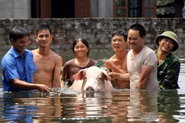 Gallery - Ngập lụt ở Chương Mỹ - image 14