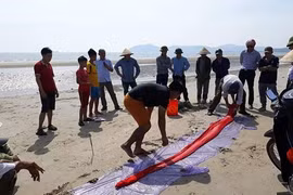 Lại phát hiện cá hố "khủng" chết dạt vào bờ ở Hà Tĩnh