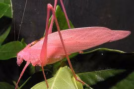 Điểm danh động vật màu hồng siêu yêu