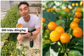 Sự thật về loại ớt nửa tỷ đồng/kg, Khánh Đơn trồng trong vườn