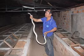 Sởn gai ốc trước đàn rắn trăm triệu của lão nông U50