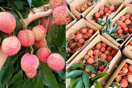Vải trứng u hồng gần 200.000 đồng/kg hút khách