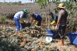 Giá dứa tại Tiền Giang tăng mạnh, nông dân bội thu
