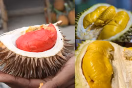 Giống sầu riêng độc lạ: Không mùi, ruột đỏ... giới sành ăn lùng mua
