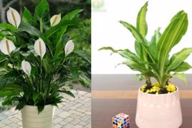 5 loại cây phong thủy sinh lộc, trừ tà cực tốt, nhà nào cũng nên có 1 chậu