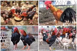 Gà tiến vua được săn lùng dịp Tết giá “chát” cỡ nào?
