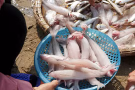 Bất ngờ loại cá xưa lợn ăn nay triệu đồng/kg khách tranh nhau mua 