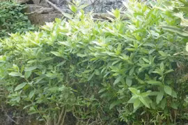 Cây mọc bờ rào “lên đời” thành đặc sản được dân phố lùng mua