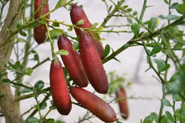 Giống chanh đắt nhất thế giới, 7 triệu đồng/kg có gì đặc biệt? 