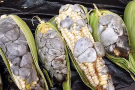 Loại ngô đắt bậc nhất thế giới, mốc meo có tiền cũng khó mua 