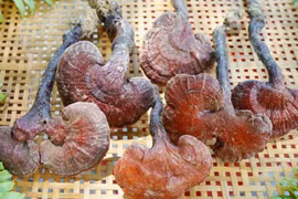 Loại cây được ví lộc trời, ở Việt Nam 6 triệu đồng/kg
