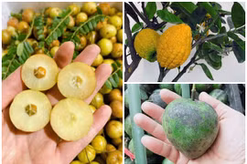 3 loại quả xưa “rụng đầy gốc” giờ thành đặc sản “đắt như vàng“