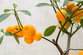 6 cây ăn trồng trong nhà: Vừa làm cảnh, vừa cho trái ngọt