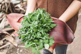 Loại cỏ hoang, gà vịt ăn, nửa triệu/kg vẫn tranh nhau mua 