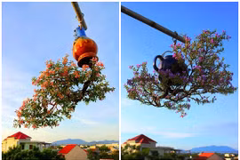Chiêm ngưỡng dàn bonsai mọc ngược độc nhất vô nhị tại Việt Nam
