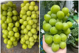 Sự thật “hãi hùng” về nho mẫu đơn 100.000 đồng/kg