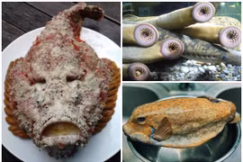 3 loài cá xấu “ma chê quỷ hờn” vẫn cực đắt và cháy hàng