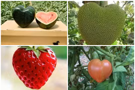 Thích mắt ngắm những loạt quả hình trái tim độc đáo