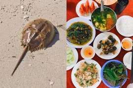 Món hải sản quý của Việt Nam không phải ai cũng từng được ăn thử