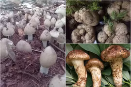 Đại gia Việt không tiếc tiền chi mua loại nấm đắt đỏ hàng chục triệu/kg 