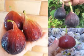 Sung khổng lồ gần triệu đồng/kg gây sốt có gì đặc biệt?