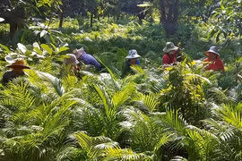 Kỳ lại ngôi làng đổi đời nhờ trồng cau chỉ để bán...lá