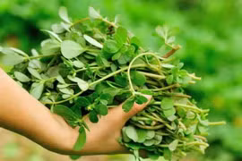 3 loại rau được tôn là “rau trường thọ”, ở Việt Nam mọc đầy mà không biết 