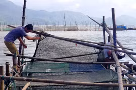 Dân ở đây ăn Tết to nhờ nuôi cá mú, cá vẩu, bán 300 ngàn/ký