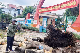 Trường Nghệ An bị kiểm điểm vì chặt cây cổ thụ đang tươi tốt