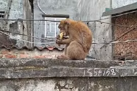 Video: Khỉ hoang “đại náo” phố cổ Hà Nội, leo đầu người... bắt chấy