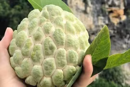 Na vào mùa, mách người mua cách chọn na không tẩm hóa chất