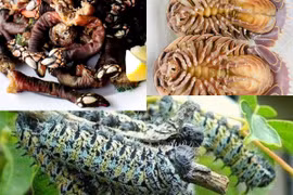 3 đặc sản nhìn "hết hồn" nhưng đắt hơn tôm hùm
