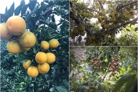Những loại cây siêu đẻ, thu hàng trăm triệu đồng mỗi năm