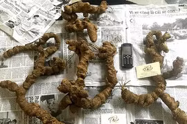 Đại gia quăng 100 triệu mua 4 củ tam thất rừng quý như vàng ròng