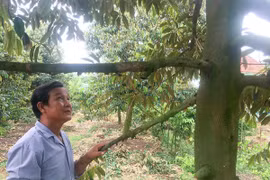 Đây là “cây tiền tỷ” đang trồng thành công ở An Giang